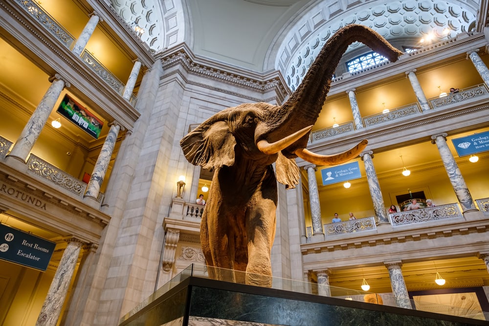 Smithsonian Ulusal Doğa Tarihi Müzesi, Washington