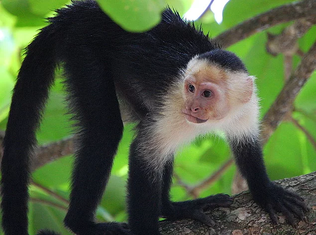 Beyaz suratlı Capuchin Maymunu