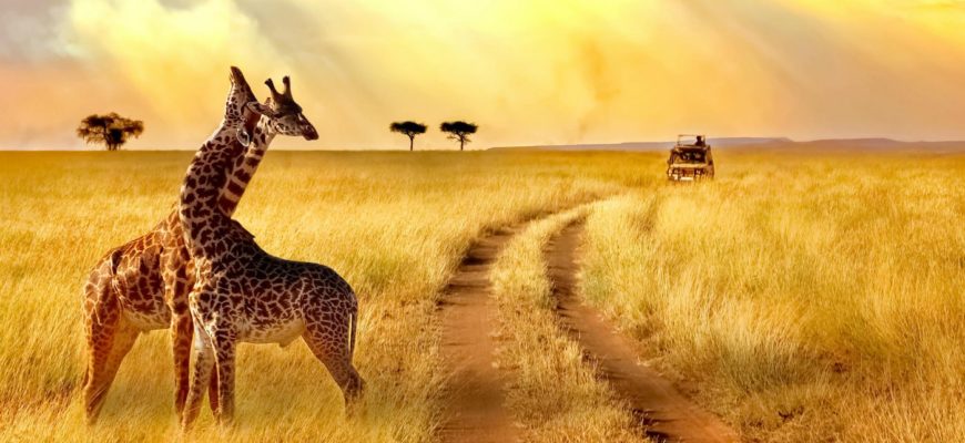 safari turu afrika