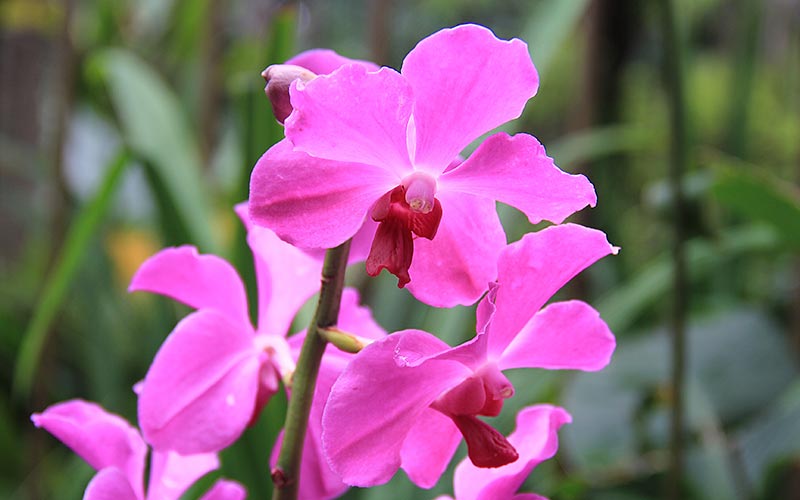 Singapur Ulusal Orkide Bahcesi