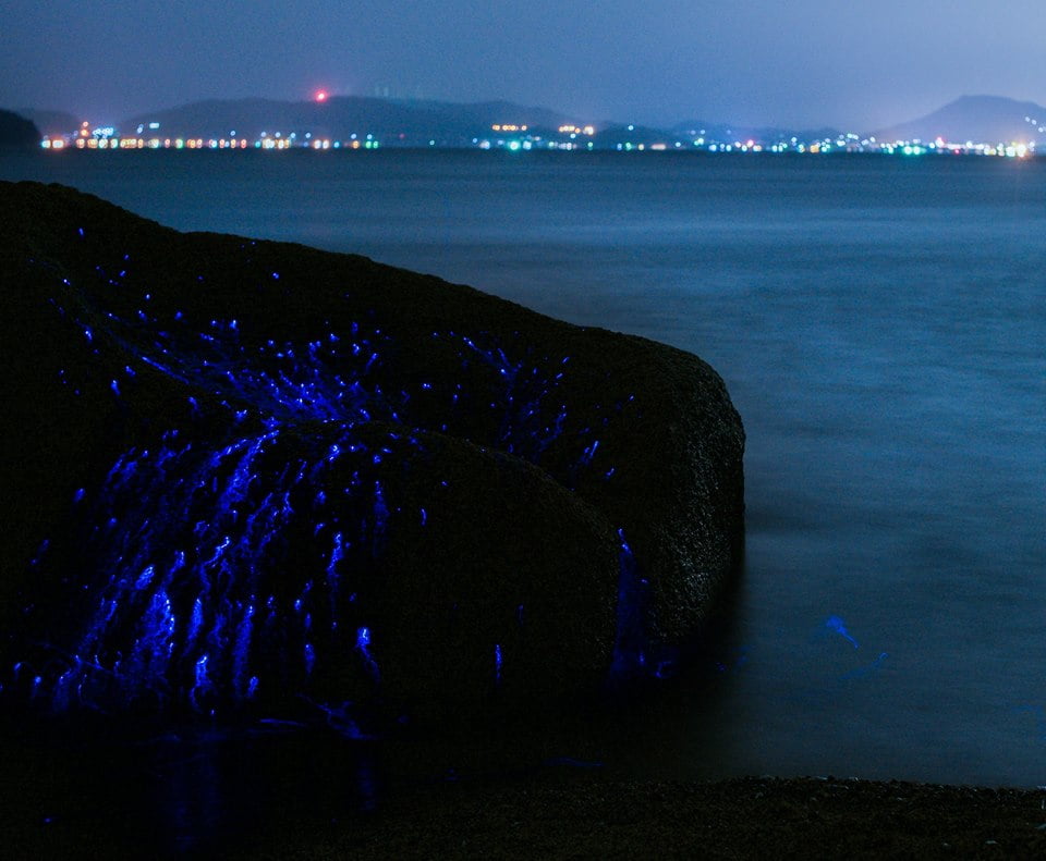 mavi deniz ateş böcekleri, Japonya