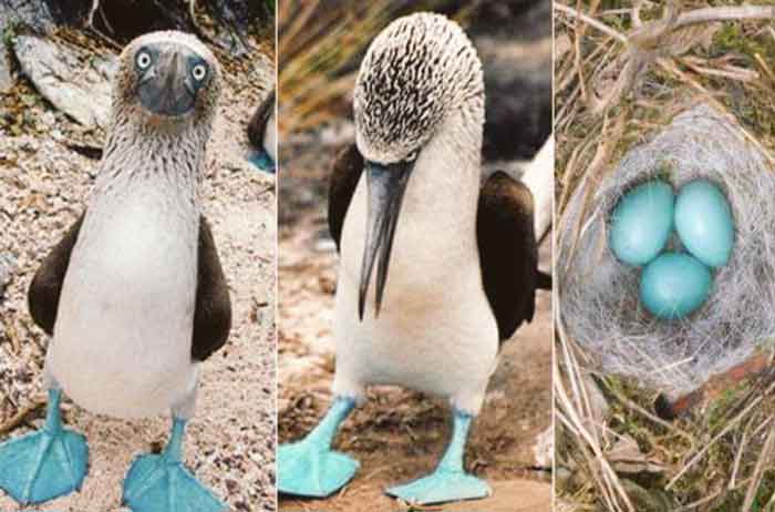 sumsuk-kuslari-9 İsimleri Kadar Kendileri de Komik Olan Mavi Ayaklı Sümsük Kuşları