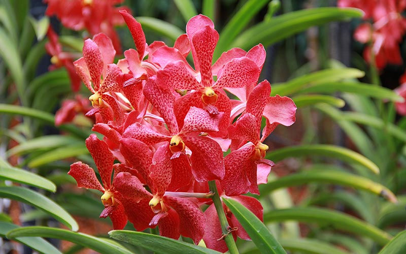 Singapur Orkide Bahçesi
