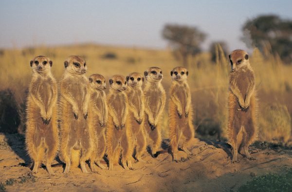 Namibya’nın En İlginç 14 Hayvanı