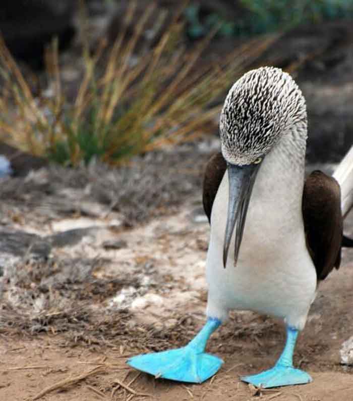 sumsuk-kuslari-5 İsimleri Kadar Kendileri de Komik Olan Mavi Ayaklı Sümsük Kuşları