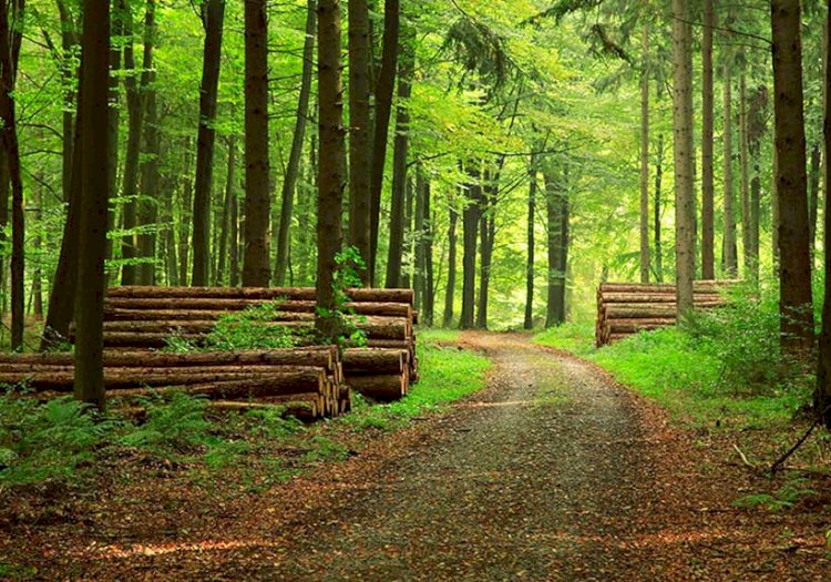 Orman Yürüyüşünün Sağlığımıza 7 Faydası