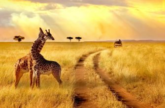 safari turu afrika