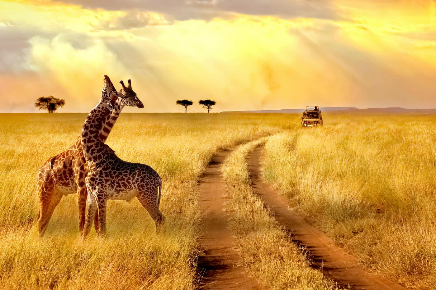 Afrika’da Safari Turu Nasıl Yapılır?